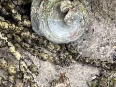 Astralium tentoriiforme