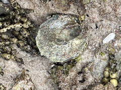 Astralium tentoriiforme
