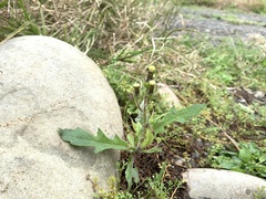 Erechtites hieraciifolius cacaloides