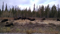 Bison bison athabascae