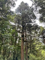 Libocedrus bidwillii