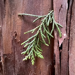 Libocedrus bidwillii