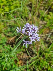 Pentanisia prunelloides