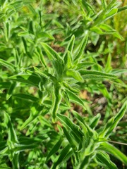 Pentanisia prunelloides