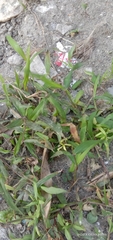 Digitaria radicosa