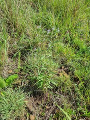 Conostomium natalense