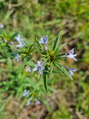 Conostomium natalense