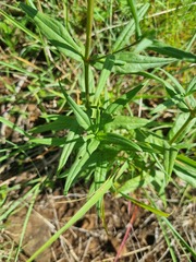 Conostomium natalense