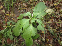 Phytolacca acinosa