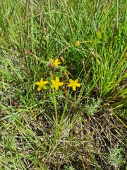 Hypericum aethiopicum