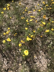 Xerochrysum viscosum