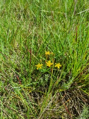 Hypericum aethiopicum
