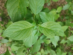 Cornus mas