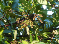 Ascarina lucida lucida