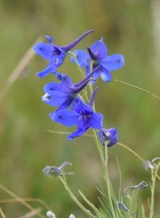 Delphinium grandiflorum