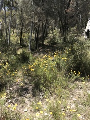 Xerochrysum viscosum