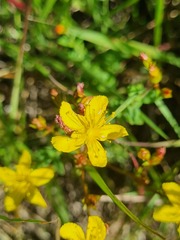 Hypericum aethiopicum