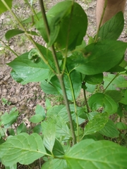 Cornus mas