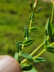 Hypericum aethiopicum