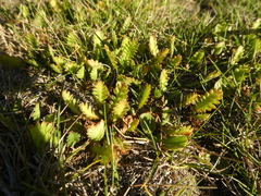 Leptinella dioica