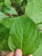 Cornus mas