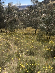 Xerochrysum viscosum