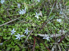 Lobelia fatiscens