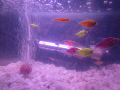 Gymnocorymbus ternetzi