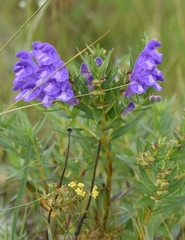 Scutellaria baicalensis