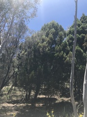 Callitris endlicheri