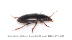 Harpalus amplicollis