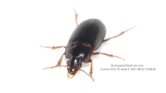 Harpalus amplicollis