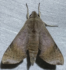 Temnora murina