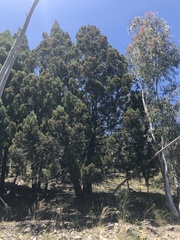 Callitris endlicheri