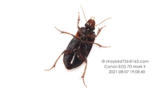 Harpalus amplicollis
