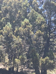 Callitris endlicheri