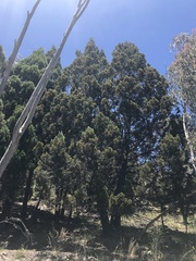 Callitris endlicheri