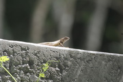 Sceloporus nelsoni