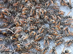 Brachygastra mellifica