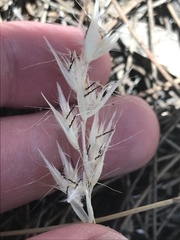 Rytidosperma caespitosum