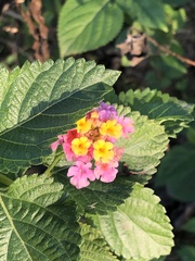 Lantana camara