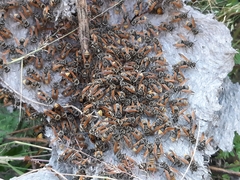 Brachygastra mellifica