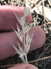 Rytidosperma caespitosum