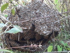 Brachygastra mellifica