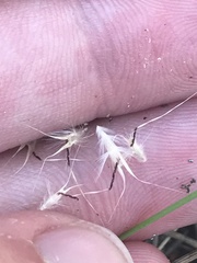 Rytidosperma caespitosum