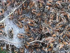 Brachygastra mellifica