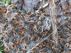 Brachygastra mellifica