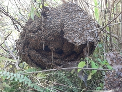 Brachygastra mellifica