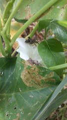 Physomerus grossipes