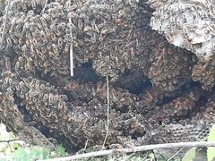 Brachygastra mellifica